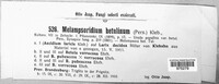 Melampsoridium betulinum image